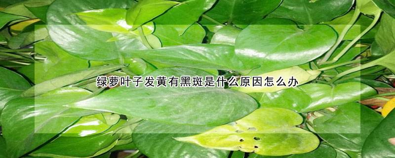 绿萝叶子发黄有黑斑是什么原因怎么办