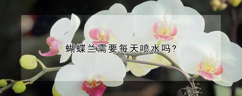 蝴蝶兰需要每天喷水吗?