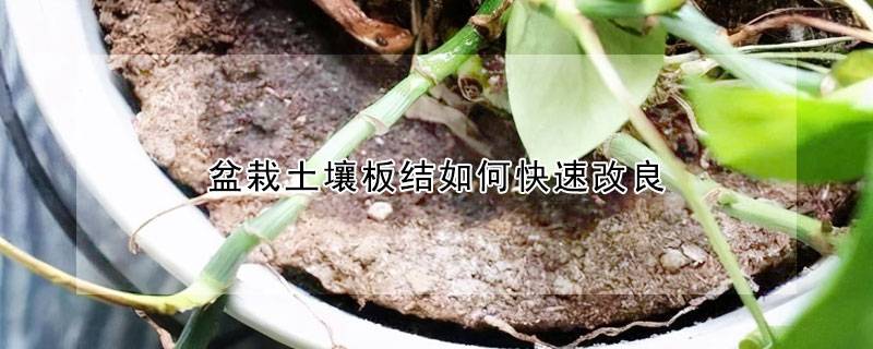 盆栽土壤板结如何快速改良