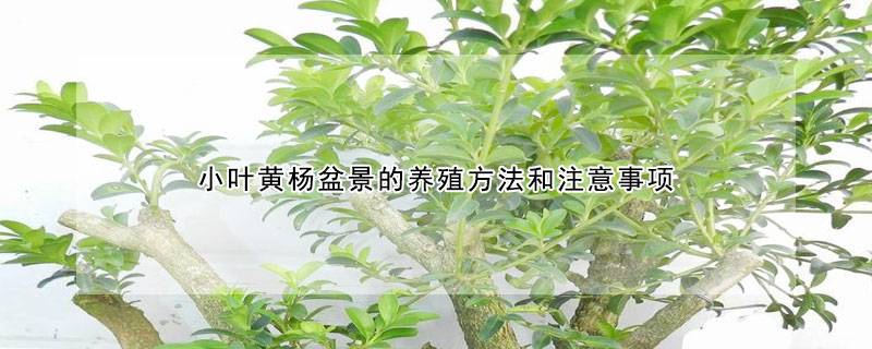 小叶黄杨盆景的养殖方法和注意事项