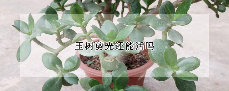 玉树剪光还能活吗