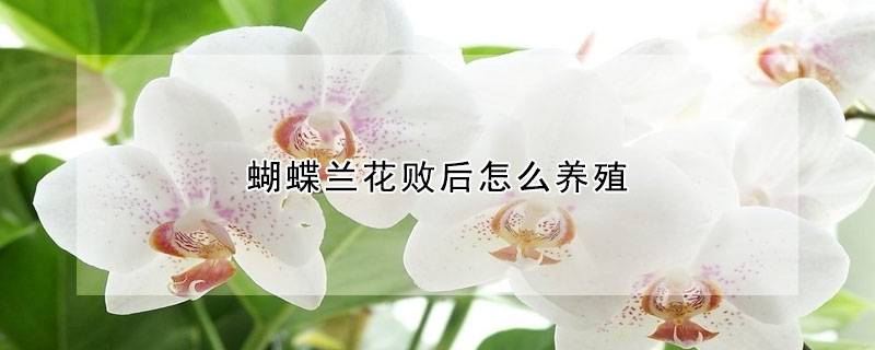 蝴蝶兰花败后怎么养殖
