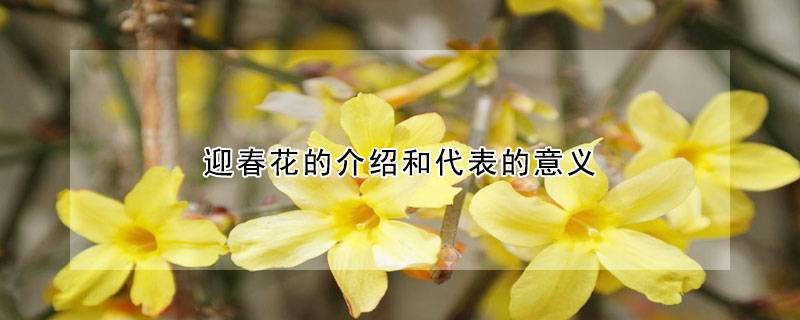 迎春花的介绍和代表的意义