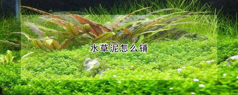 水草泥怎么铺