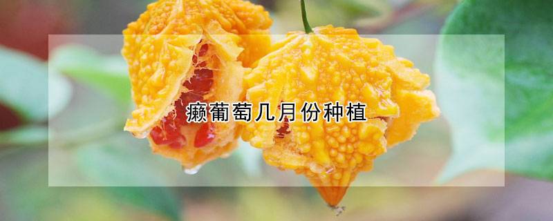 癞葡萄几月份种植