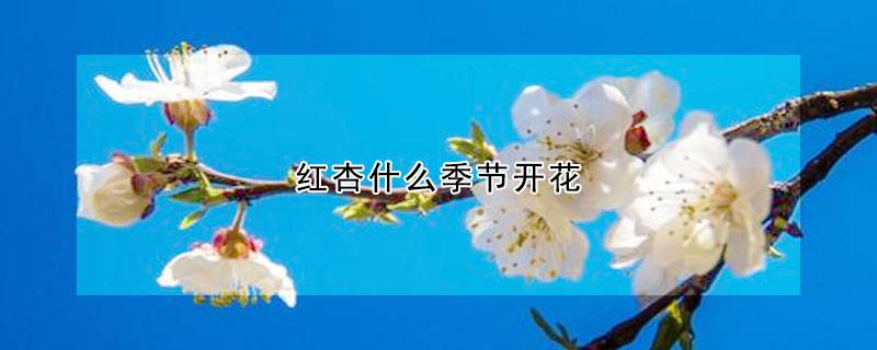 红杏什么季节开花