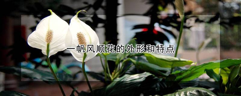 一帆风顺花的外形和特点