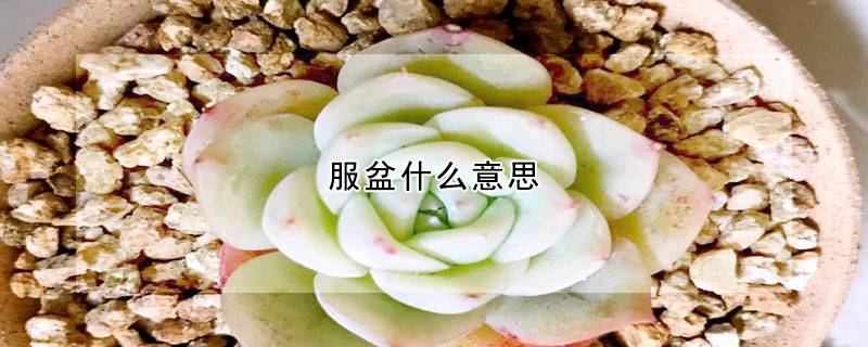 服盆什么意思