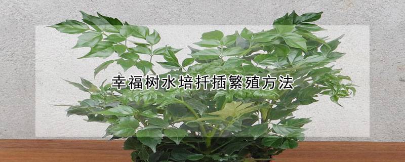 幸福树水培扦插繁殖方法