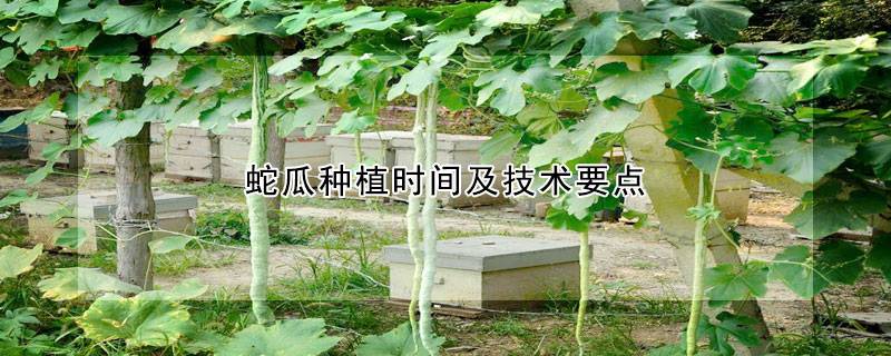 蛇瓜种植时间及技术要点