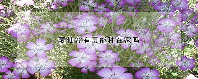 麦仙翁有毒能种在家吗