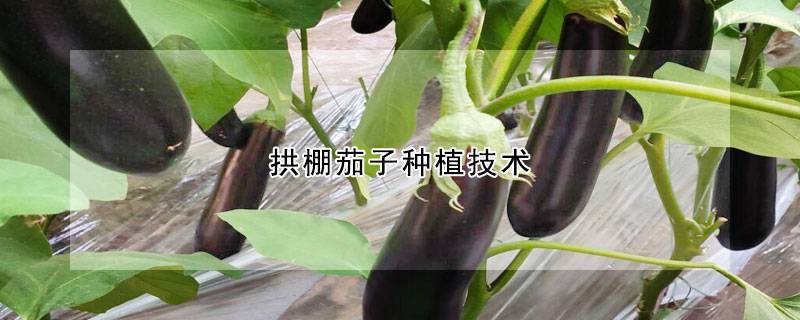 拱棚茄子种植技术