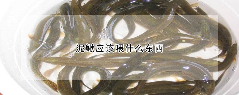 泥鳅应该喂什么东西