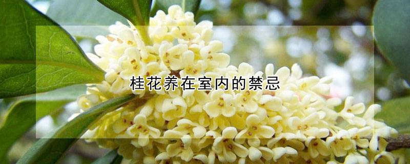 桂花养在室内的禁忌