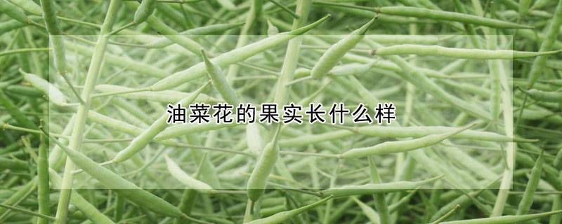 油菜花的果实长什么样