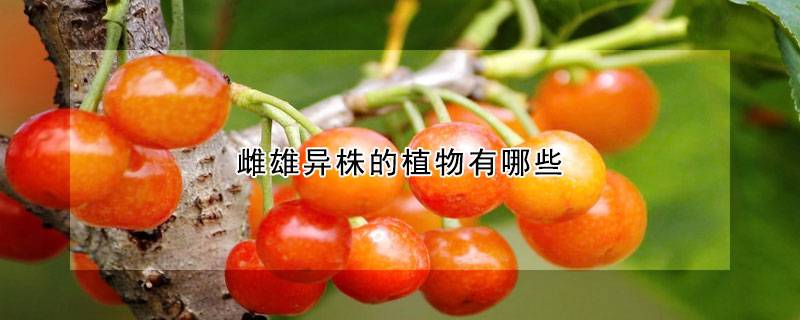 雌雄异株的植物有哪些