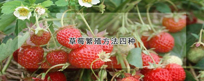 草莓繁殖方法四种