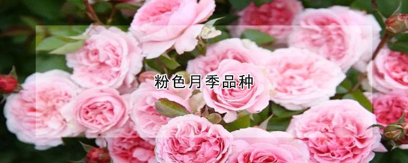 粉色月季品种