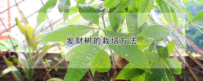 发财树的栽培方法