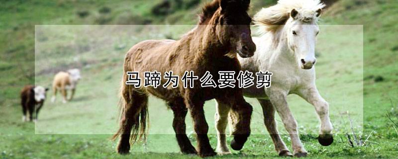 马蹄为什么要修剪