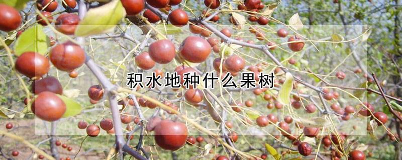 积水地种什么果树