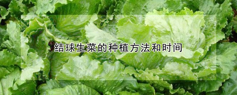 结球生菜的种植方法和时间