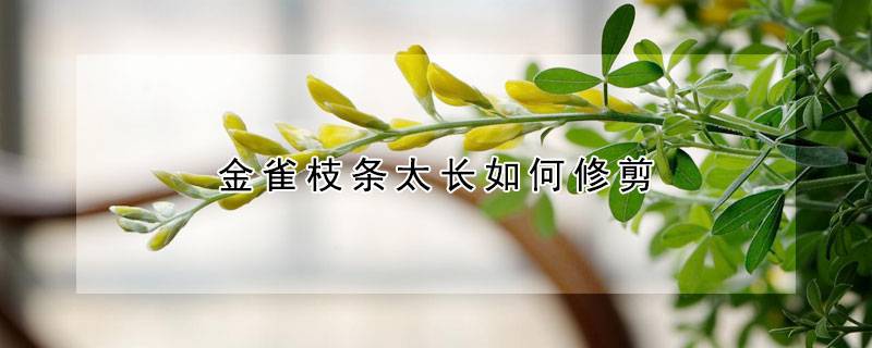 金雀枝条太长如何修剪