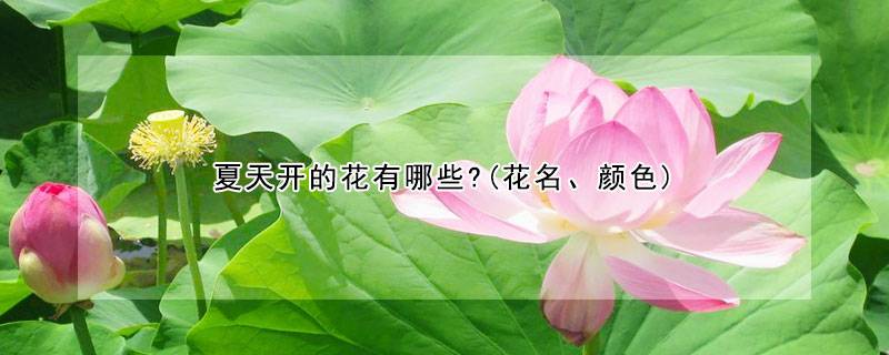 夏天开的花有哪些?(花名、颜色)