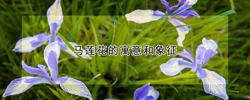 马莲花的寓意和象征