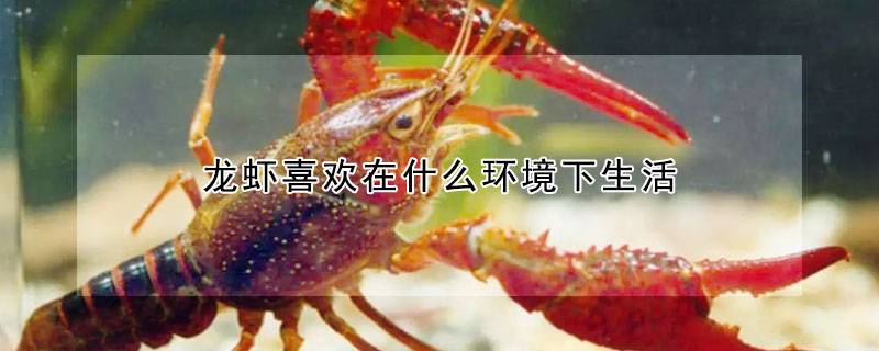 龙虾喜欢在什么环境下生活