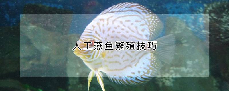 人工燕鱼繁殖技巧