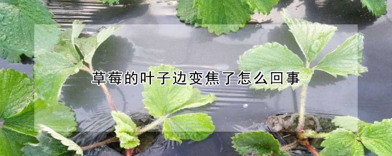 草莓的叶子边变焦了怎么回事