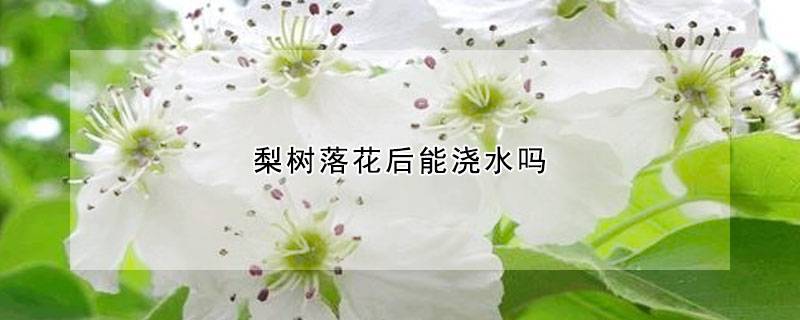 梨树落花后能浇水吗