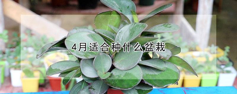 4月适合种什么盆栽