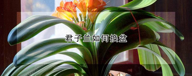 君子兰如何换盆