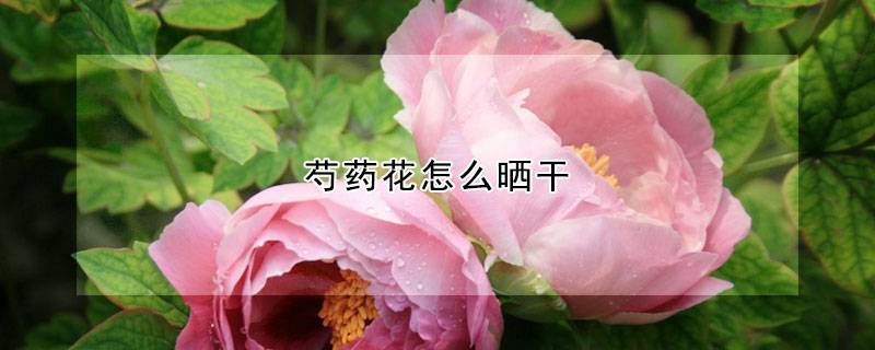 芍药花怎么晒干
