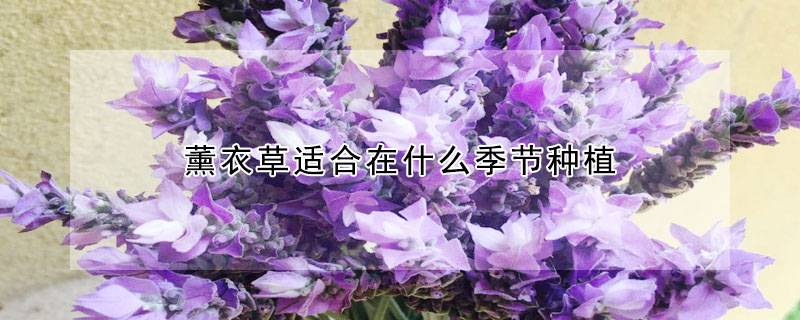 薰衣草适合在什么季节种植