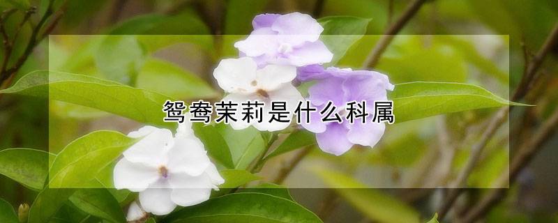 鸳鸯茉莉是什么科属