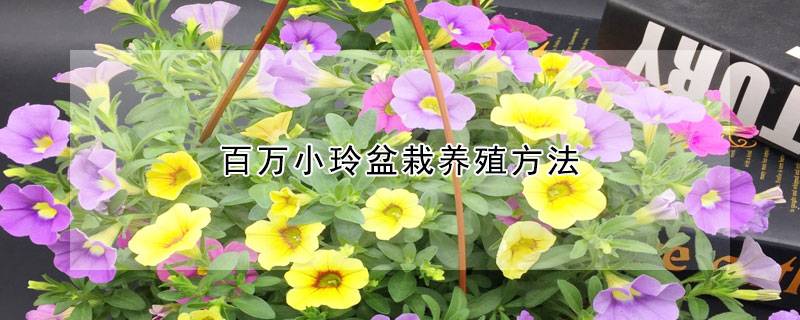 百万小玲盆栽养殖方法