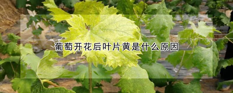 葡萄开花后叶片黄是什么原因