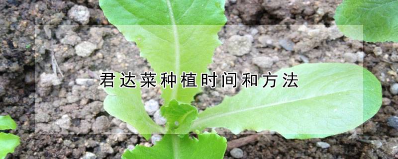君达菜种植时间和方法