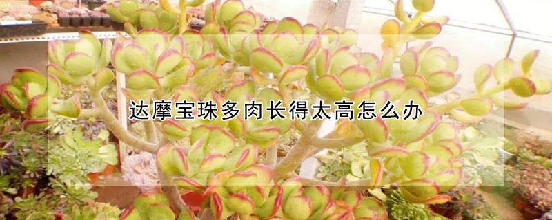 达摩宝珠多肉长得太高怎么办