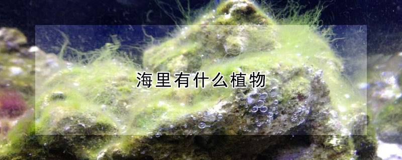 海里有什么植物