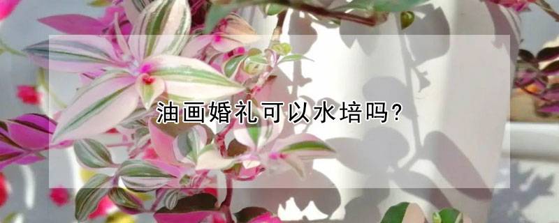 油画婚礼可以水培吗?