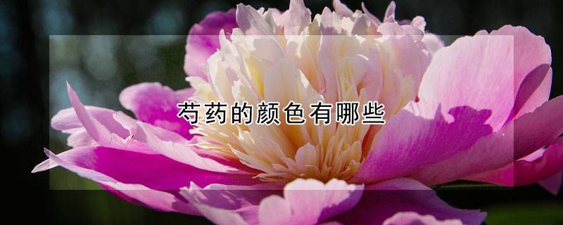 芍药的颜色有哪些