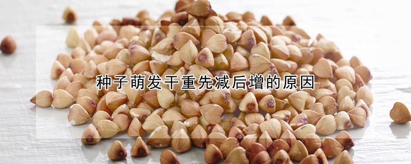 种子萌发干重先减后增的原因
