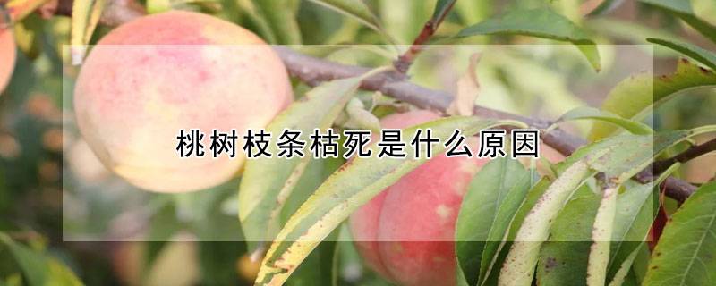 桃树枝条枯死是什么原因