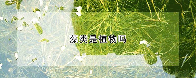 藻类是植物吗