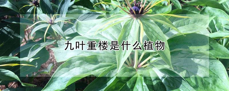 九叶重楼是什么植物