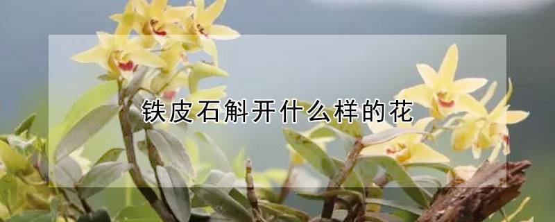 铁皮石斛开什么样的花